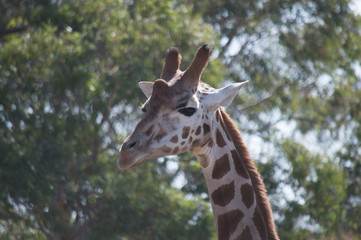 Giraffe