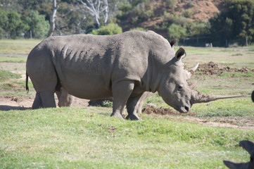 Fototapeta premium Rhino