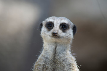 Meerkat looking