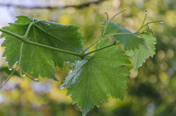 Drop on grape leaf
