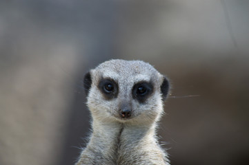 Meerkat looking down