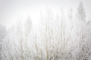 Winter trees with white rime