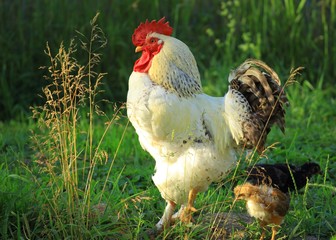 Roster and chickens 