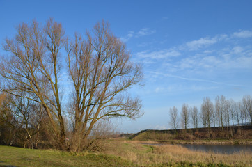 Obraz premium trees and pond in countryside landscape 