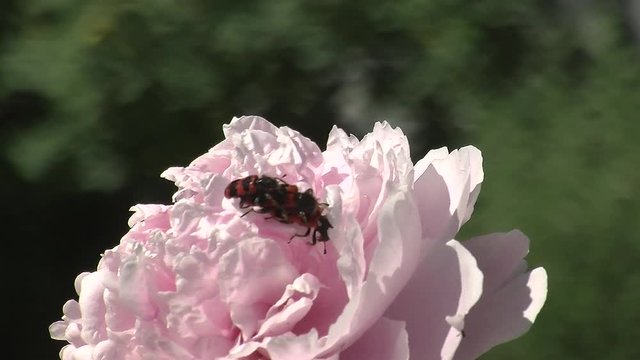 Drei gemeine Bienenk&auml;fer auf einer hellrosa Pfingstrose (Nahaufnahme)