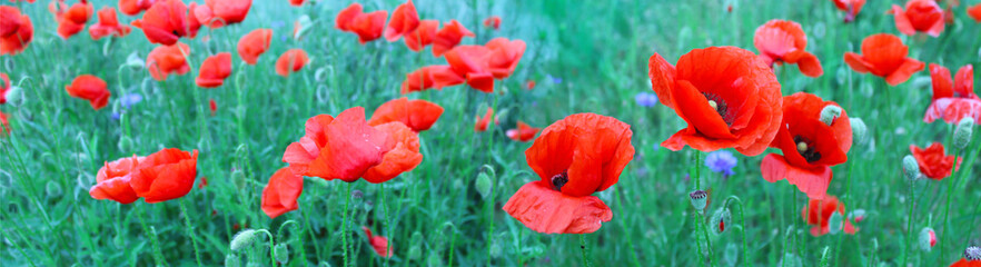 Flowering red poppies in the green wheat field. 