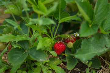 red and green strawberry - closeup