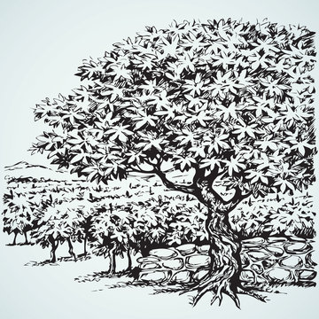 Vector drawing. Tree in Vineyard