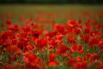 A large field of poppies and other summer flowers