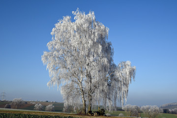 Winterlandschaft mit Raureif auf Birkenbaum