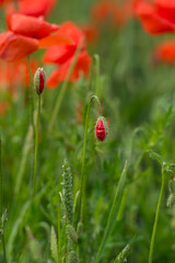 Wonderful poppy field in late may. Landscape with nice sunset over poppy field. Red poppies close-up.