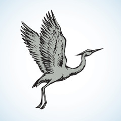 Stork. Vector drawing
