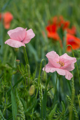 Wonderful Pink poppy on field