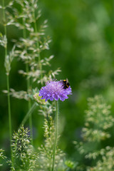 Feeding Bumblebee on a chive flower