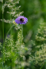 Feeding Bumblebee on a chive flower