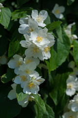 closeup to white jasmine flowers