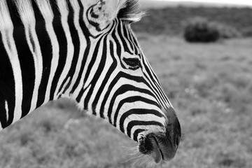 Fototapeta na wymiar monochrome zebra in the Addo National Park South Africa.