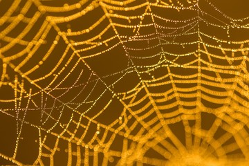 Wet spider web macro