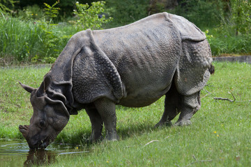 Obraz premium Indian rhinoceros (Rhinoceros unicornis).