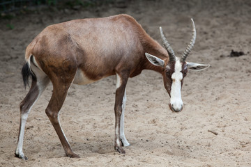 Blesbock (Damaliscus pygargus phillipsi).