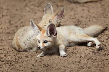 Naklejka na ściany i meble Fennec foxes (Vulpes zerda).