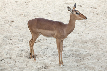 Impala (Aepyceros melampus).