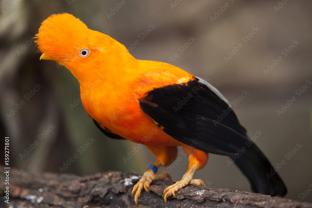 Canvas Prints Andean cock-of-the-rock (Rupicola peruvianus)