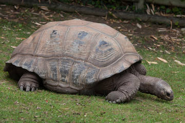 Fototapeta premium Aldabra giant tortoise (Aldabrachelys gigantea)