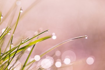 Wet grass with morning dew macro