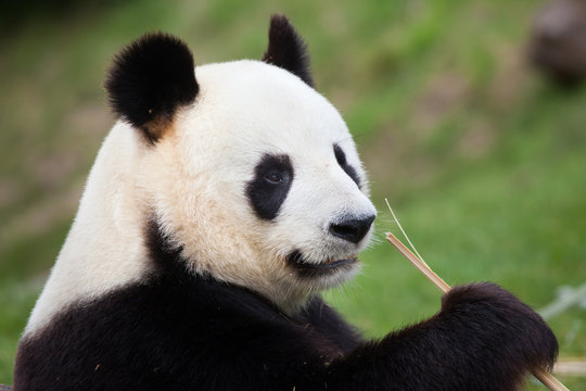 Fototapeta Giant panda (Ailuropoda melanoleuca).
