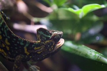 Chameleon