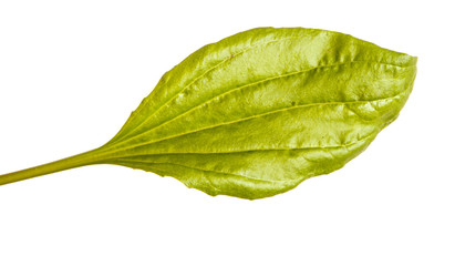 Fototapeta na wymiar A green leaf of a plantain. Isolated on white background