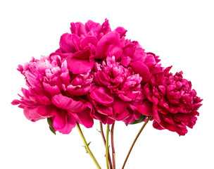 Bouquet of red peony flowers. Isolated on white background