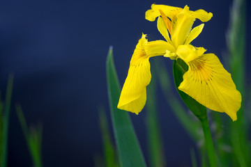 Yellow flag iris pseudacorous on a blurred dark background