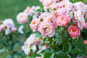 pink roses bush