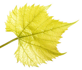 Young grape leaf. Isolated on white background