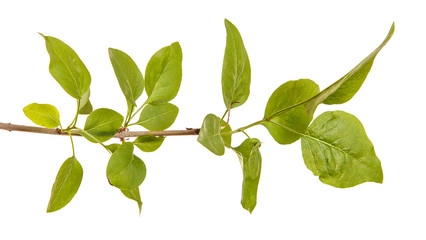 A branch of a lilac bush. Isolated on white background