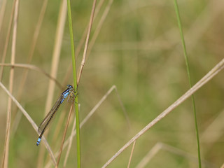 Macro of Dragonfly on Grass