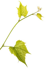 Part of a young vine with leaves. Isolated on white background