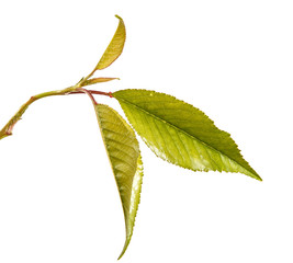 A branch of a cherry tree with green leaves. Isolated on white background