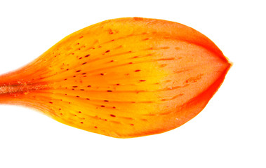 Orange petal bud of the daylily. Isolated on white background