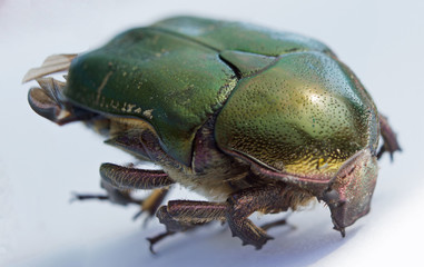 Single green rose chafer