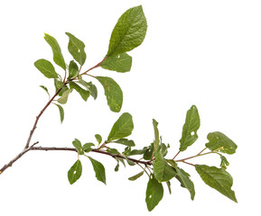 A branch of a plum tree. Isolated on white background