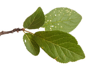 A branch of a plum tree. Isolated on white background