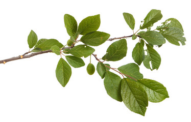Fototapeta na wymiar A branch of a plum tree. Isolated on white background