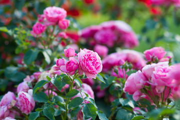 pink roses bush