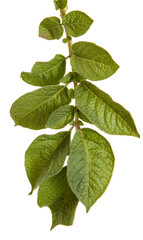 Fototapeta na wymiar Leaves of a potato bush. Isolated on white background