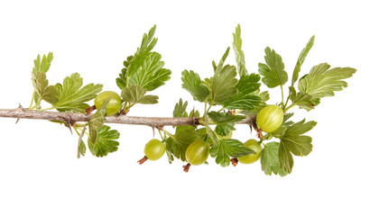 Branch of a bush of gooseberries. Isolated on white background