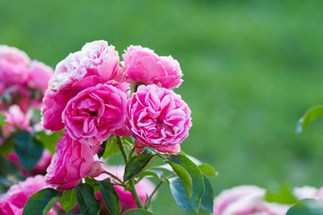pink roses bush