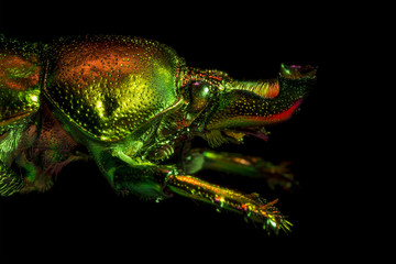 Macro Shot of Colourful Beetle